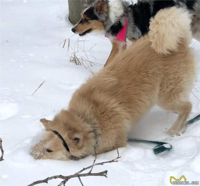 为什么说狗狗都是长不大的孩子，下场雪你就知道了!