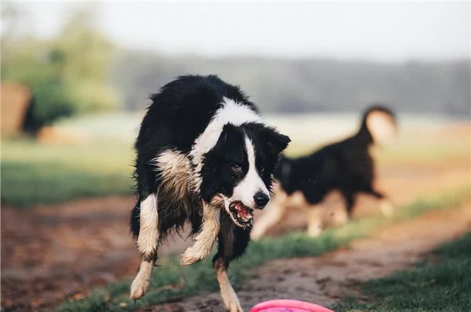 边境牧羊犬原来这么可怕，网友:不敢养了