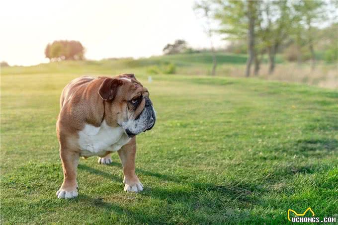 八种猛犬战斗力超强，必须要禁养，看到后一定要远离