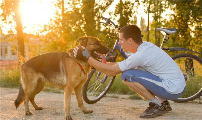 身为工作犬的德国牧羊犬很聪明，为什么养的人很少