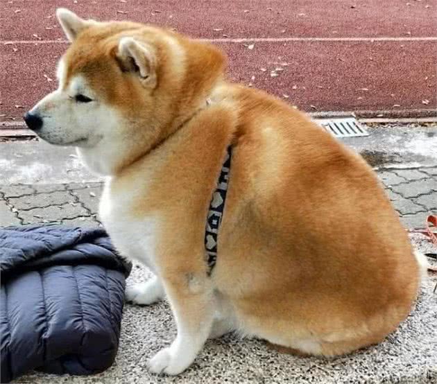 新手劝你别养柴犬，5大原因告诉你再便宜也别上当