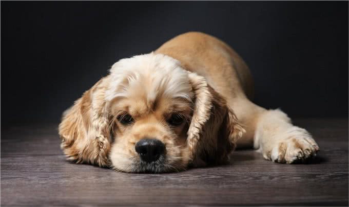 脂肪，蛋白质，磷和钠的正确搭配是什么?老年犬的营养如何保持