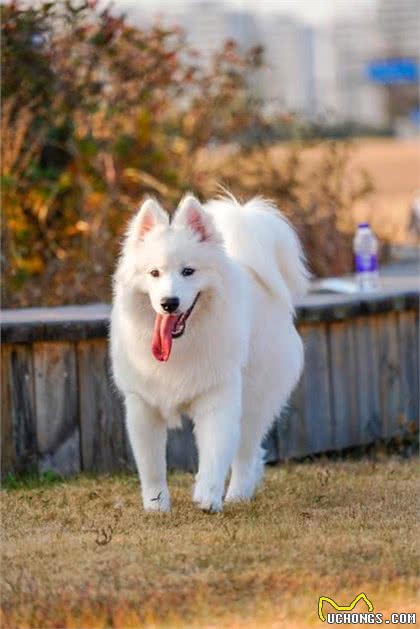 萨摩耶是大型犬还是中型犬?