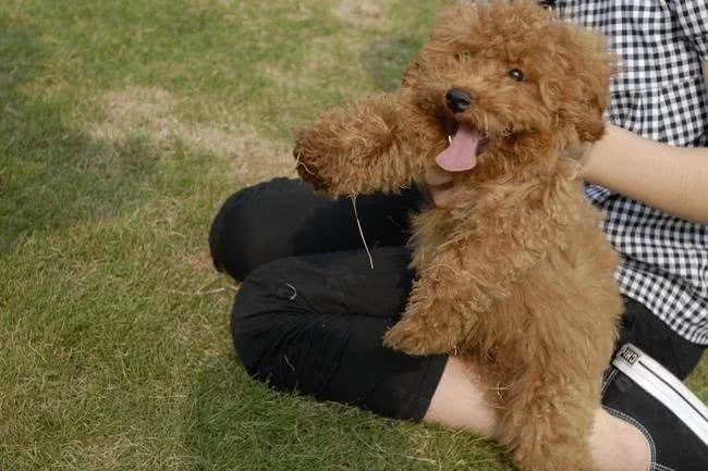 泰迪犬没有精神怎么办?主人们不要苦恼了，这些方法送给你们