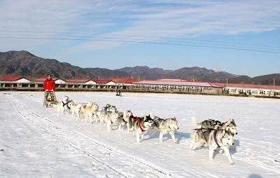 哈士奇两大近亲:阿拉斯加和西伯利亚雪橇犬，超萌