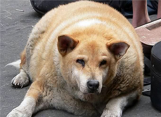 狗狗肥胖是一种病，如何才能健康减重?记住几个小窍门，不亏