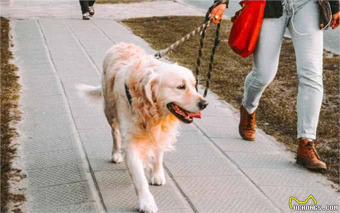 想要给家里养只狗?选哪种好?这10种犬类非常强烈的向你推荐