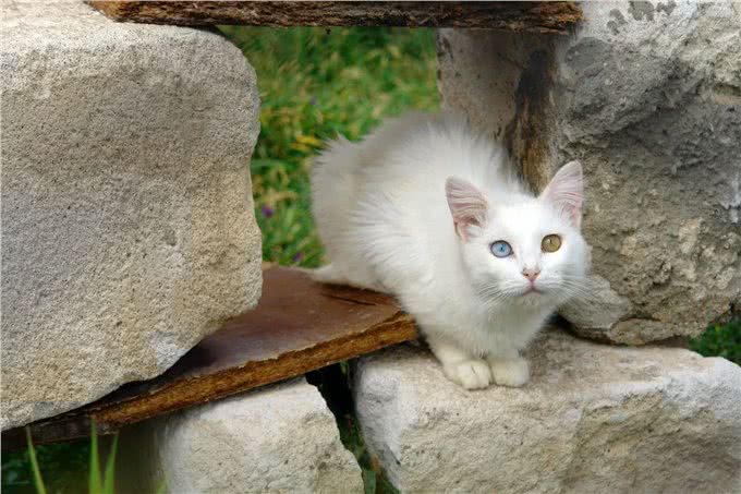 推荐朋友们饲养的猫咪品种二十八(土耳其梵猫和土耳其梵科迪斯猫