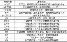 你确定会喂狗狗了吗?狗狗不同年龄段的科学喂养指南