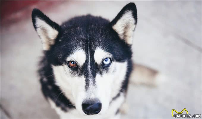 想养雪橇犬?三个常见品种要认识，外形性格怎么分辨?