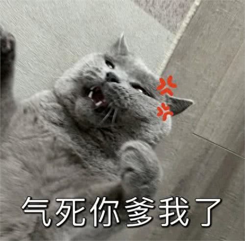 曾经爆火的蓝猫，为什么弃养率这么高?这些原因太无奈