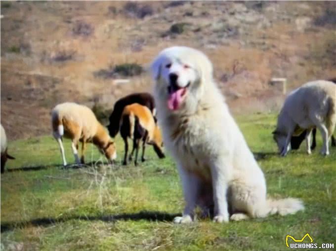 牧羊犬单挑狼群，狼群八死三逃，最凶猛的牧羊犬卡斯帕!