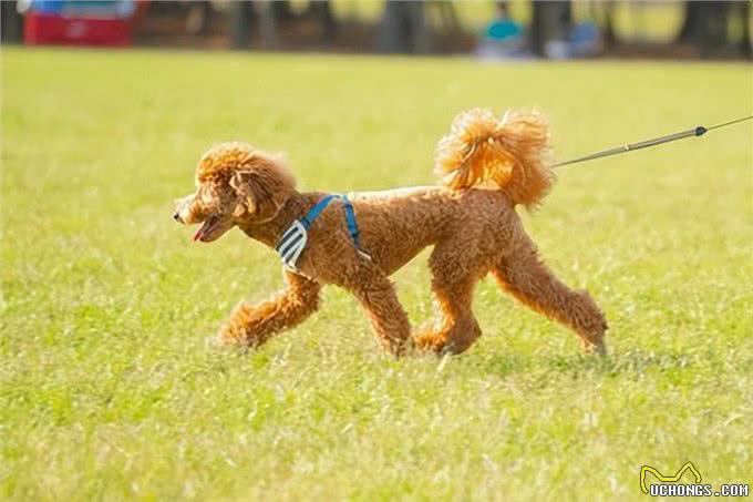 爱犬关节不好时的信号!如果你家狗狗有这些症状，赶紧带它去医院