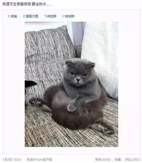 郭敬明、Angelababy晒折耳猫总被喷，养折耳真的错了吗?