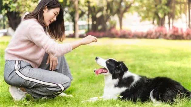 你的狗狗听话吗?如何有效训练自家狗狗，我来告诉你原理!