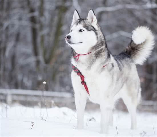 你以为雪橇犬只有那三傻吗，带你认识不一样的雪橇犬