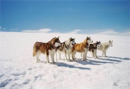 你以为雪橇犬只有那三傻吗，带你认识不一样的雪橇犬