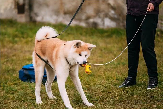 秋田vs柴犬，你不会还认错吧?