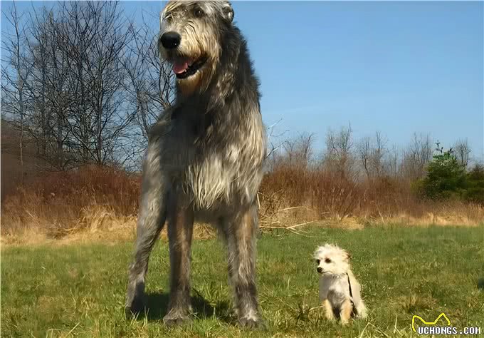 身高71-90厘米的爱尔兰猎狼犬:高大的身躯，柔软的心