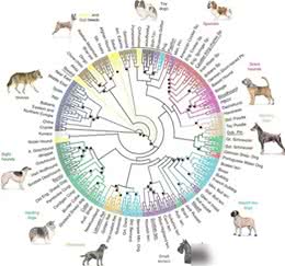 中华田园犬，DNA证实它是地球上所有狗的祖先