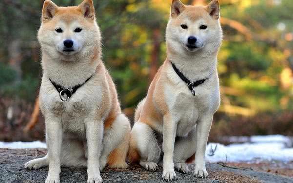 秋田犬的喂养及日常训练