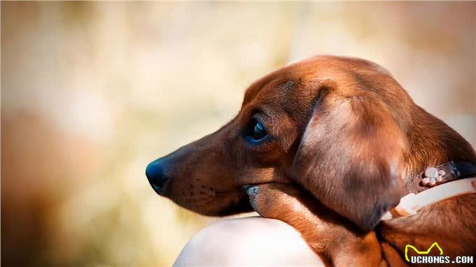 为何腊肠犬没什么人养?原因有这几点