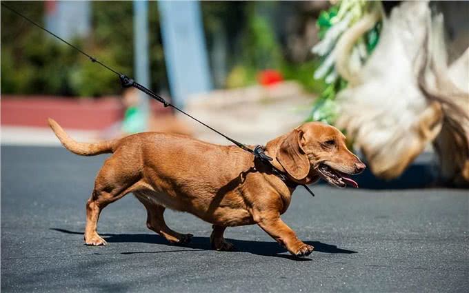 为何腊肠犬没什么人养?原因有这几点