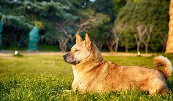 看看这些本土的品种犬，别再叫他们土狗了，它们也不差