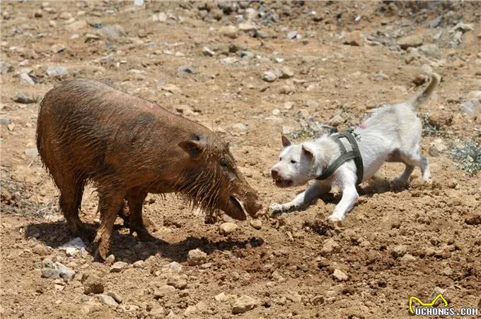 看看这些本土的品种犬，别再叫他们土狗了，它们也不差