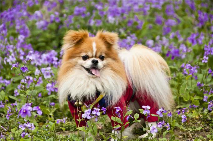 看看这些本土的品种犬，别再叫他们土狗了，它们也不差