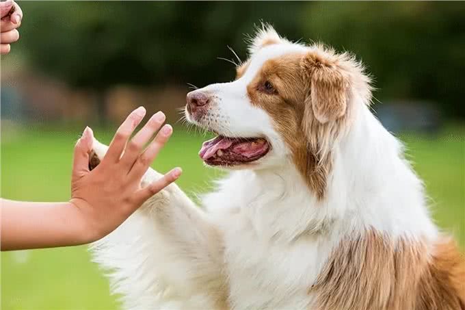 帮助狗狗犯错纠正的简单实用的方法，确保狗狗听话懂事