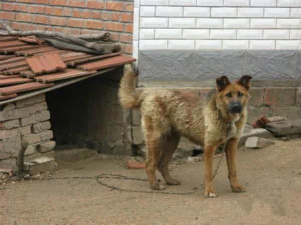 忠心勇敢的十大家庭护卫犬，有没有你喜欢的一款