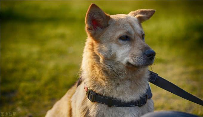 你知道吗?这个犬号称是中国恶霸犬，战斗时会与猎物同归于尽