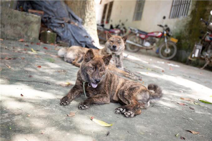 你知道吗?这个犬号称是中国恶霸犬，战斗时会与猎物同归于尽