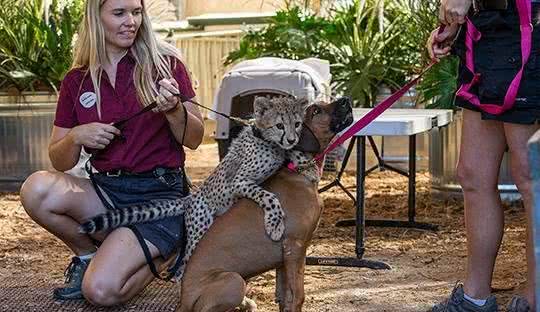 猎犬拉伊纳去世：用一生时间陪伴一只猎豹成长，已找到接班人