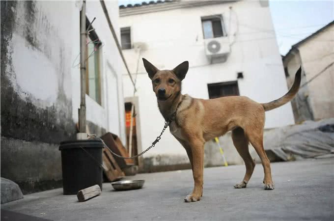 各国奇怪的动物保护规定:猫要带铃铛出门，狗狗不能拴住超12小时