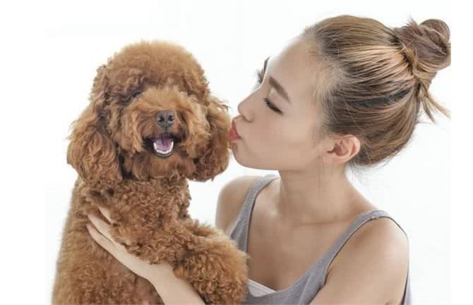 老祖宗:有这5个特征的泰迪犬，说明它是来报恩的