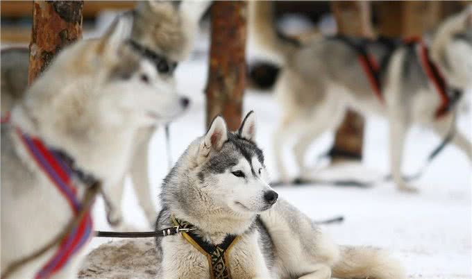 中型犬养什么比较好?边牧、金毛、拉布拉多、哈士奇哪个更好养