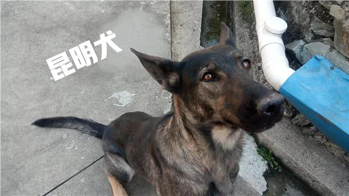 各类工作用犬介绍