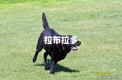 各类工作用犬介绍