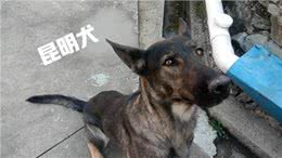 各类工作用犬介绍