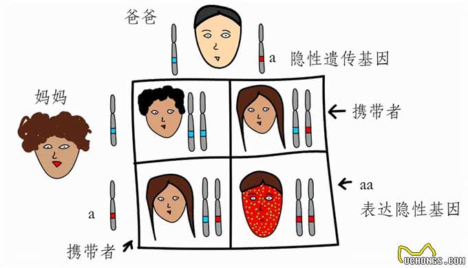 为什么狗会近亲繁殖，而人类却不能?科学的方式告诉你