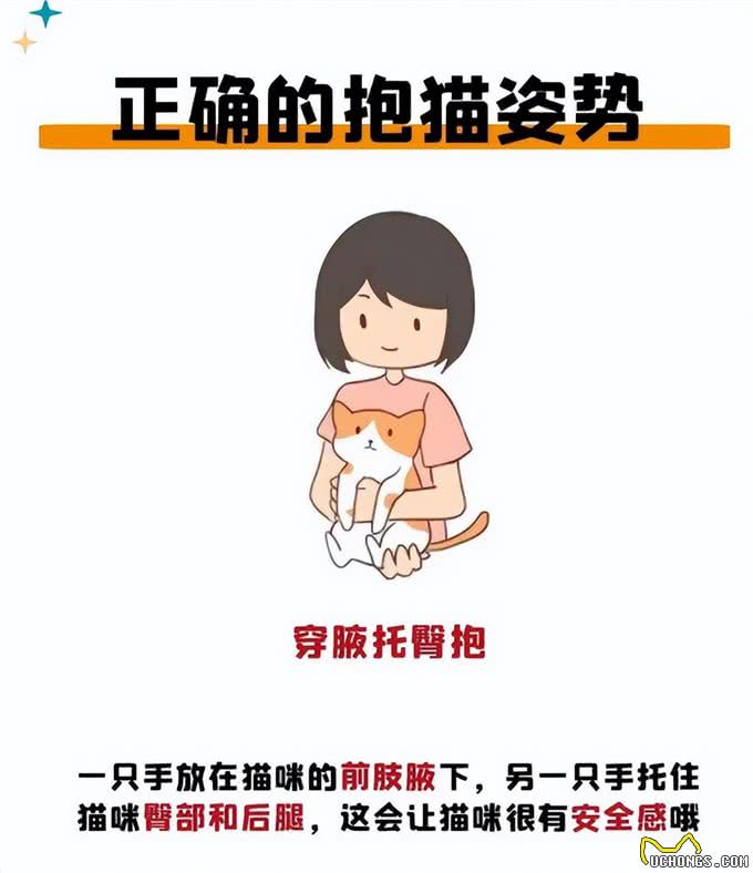 养猫久了才知道，这7个抱猫姿势才是正确的，别再错了!