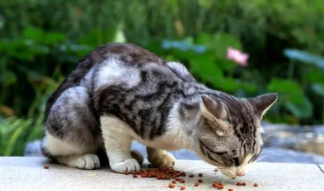 从流浪猫的三种猫生，我看清楚了三种不同的人性