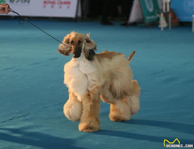 它是唯一可以进入五星级酒店的贵族猎犬!打猎全靠自由发挥?