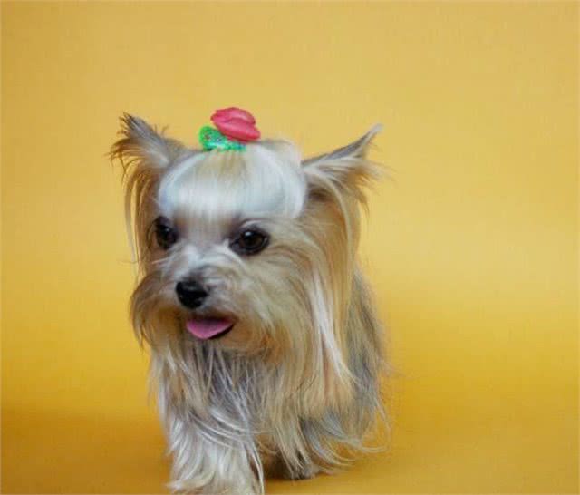 小型犬—约克夏梗YorkshireTerrier