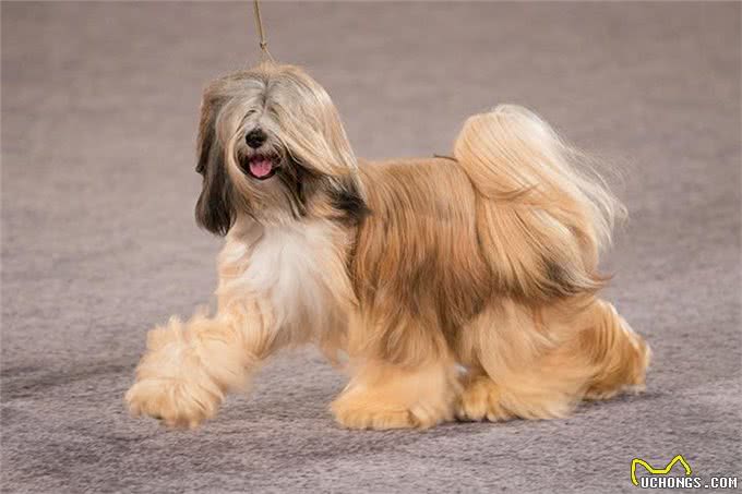 寻根问祖系列:西藏梗(TibetanTerrier)