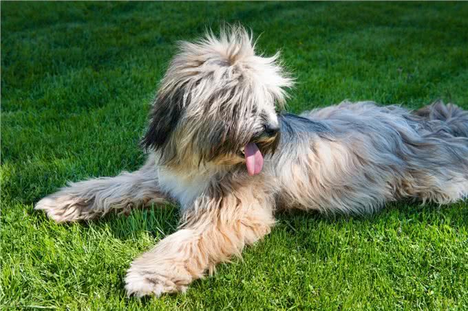 寻根问祖系列:西藏梗(TibetanTerrier)