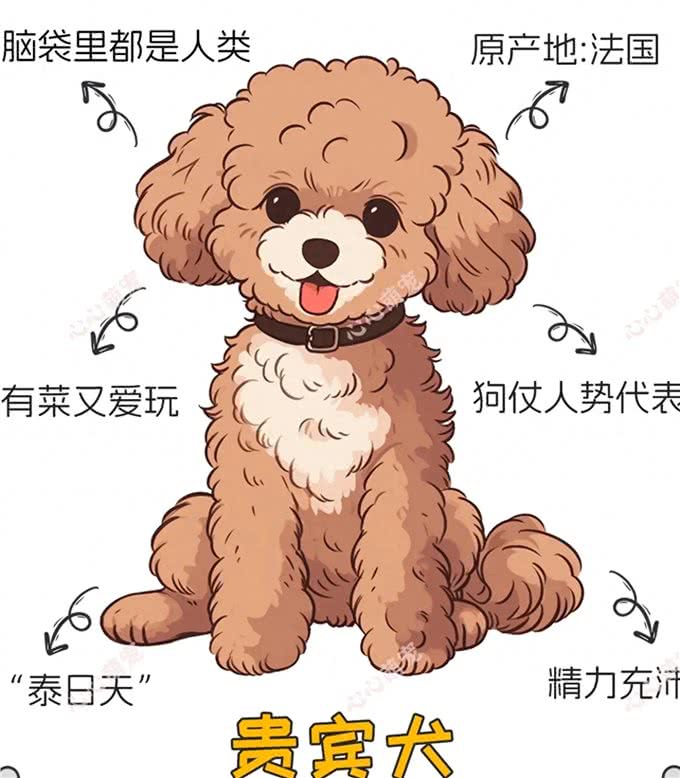 贵宾犬:优雅与聪明的象征