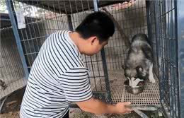 因护食换7任主人的狗，被罗威纳治好了:恶犬还需恶犬收